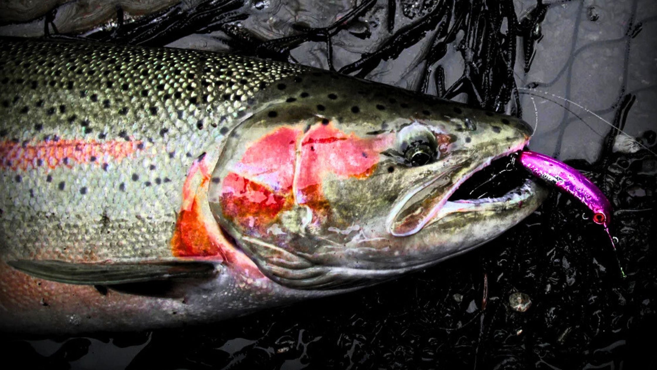 The Vision Edge: Mad Scientist Tackle's APEX Vision Meets Yakima's Mag Rugged Outdoors The Vision Edge: Mad Scientist Tackle's APEX Vision Meets Yakima's Mag Rugged Outdoors